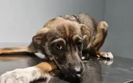 557734547_1230856955745589_1439502737913825893_n