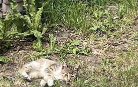 IMG_5233.jpeg