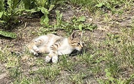 IMG_5232.jpeg