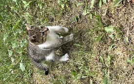 IMG_5231.jpeg