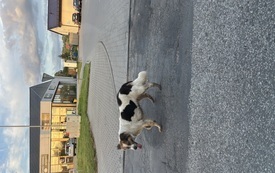 IMG_2554.jpeg