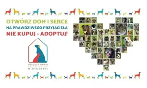 Zdjęcie do Zwierzęta w naszej gminie &ndash; jak postępować w przypadku zwierząt bezdomnych