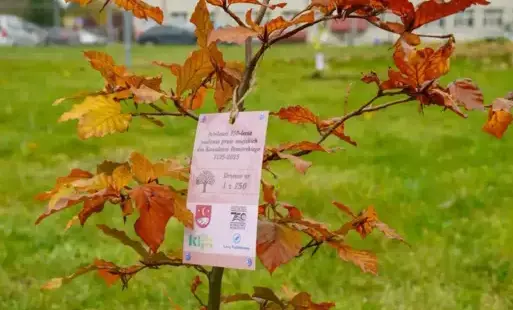 Zdjęcie do Podsumowanie akcji &bdquo;750 drzew na 750-lecie nadania praw miejskich dla Kowalewa Pomorskiego&rdquo;
