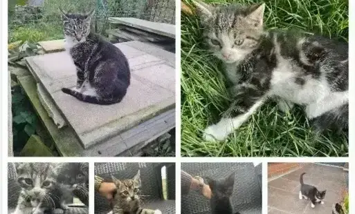 Zdjęcie do Szukamy domu dla uroczych kotk&oacute;w