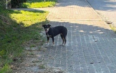 Zdjęcie do Pies w Kowalewie Pomorskim
