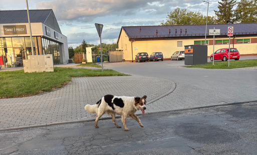 Zdjęcie do Uwaga! W Kowalewie Pomorskim oraz we Frydrychowie błąka się pies