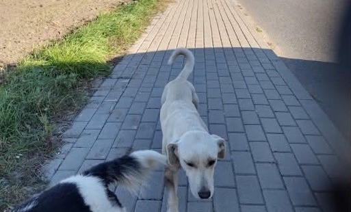 Zdjęcie do Uwaga! W Sierakowie błąkają się psy