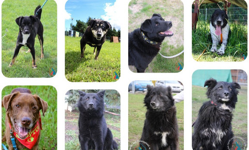 Zdjęcie do Adopcje zwierząt z terenu naszej gminy